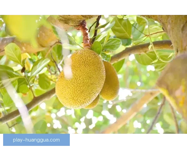 从热带雨林到餐桌：菠萝蜜的奇妙进口之旅
